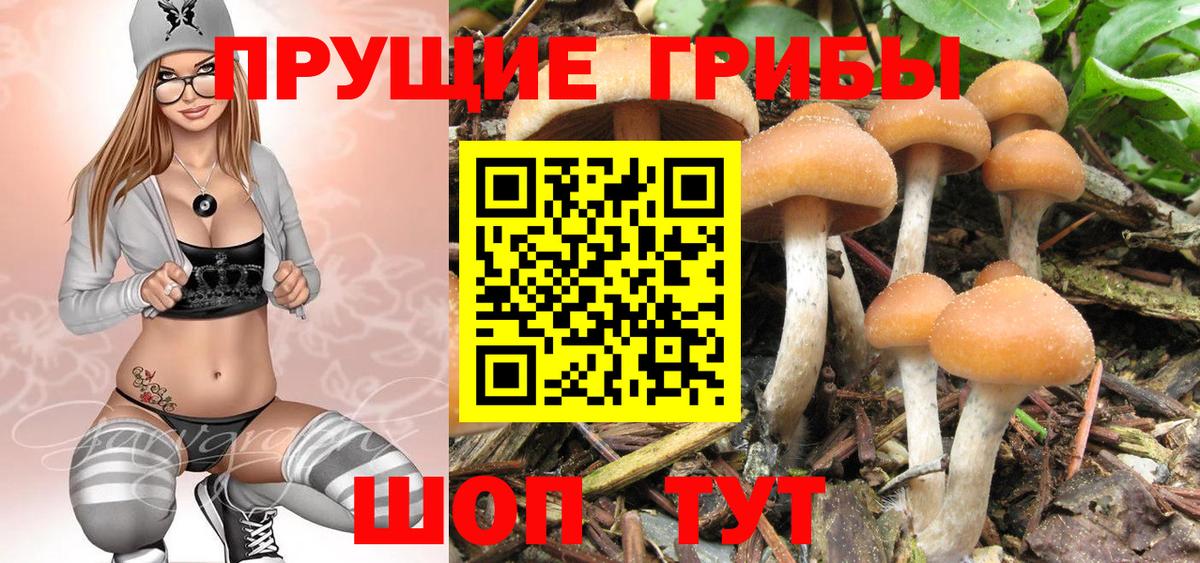 Псилоцибиновые грибы GOLDEN TEACHER  Вход с VPN  Майкоп 